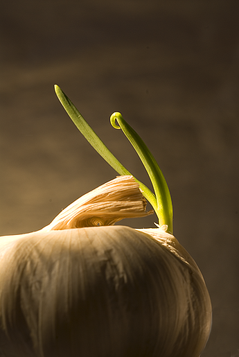 Garlic creative NJ food still life photography