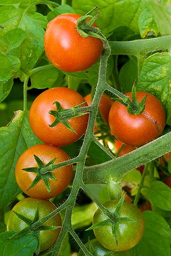 garden fresh cherry tomatoes creative NJ food still life photography