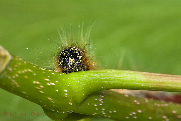 ew Jersey insect caterpilar with polen on leaf