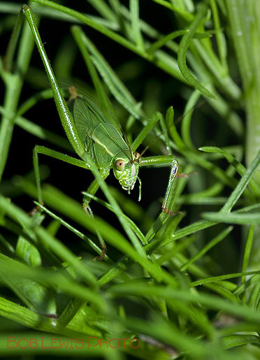 new jerset insect grass hopper