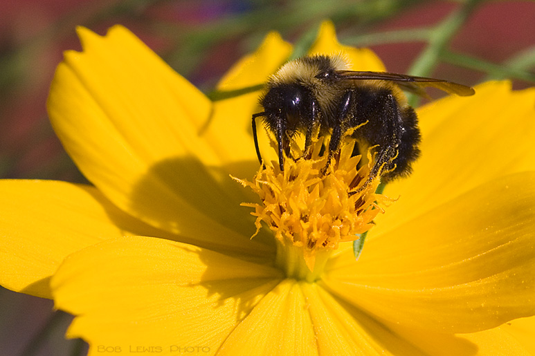 Bee on yellow flower Bob Lewis Photo 