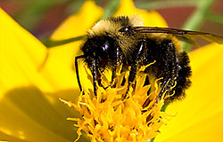 Bee polinating flower