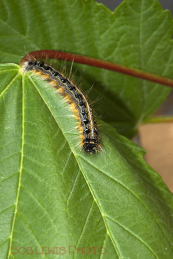 New Jersey caterpilar on leaf