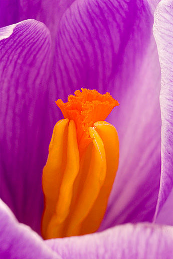 crocus