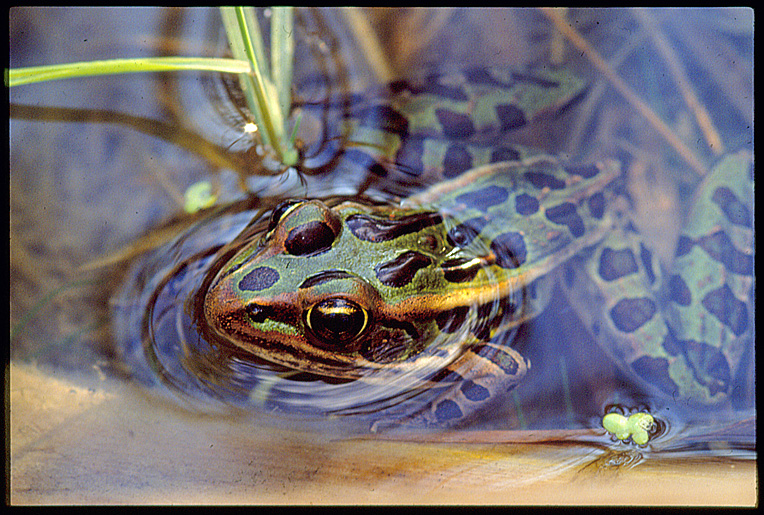 frog in water